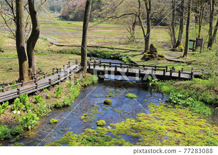 Hakuba Village Spring Himekawa Headwaters Hakuba Village Spring Himekawa Headwaters 77283088