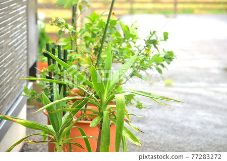 戶外觀賞植物 77283272