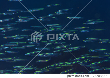 Kibinago的羊群 Kibinago的羊群 77283366