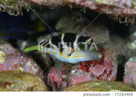 河豚幼魚 77283409