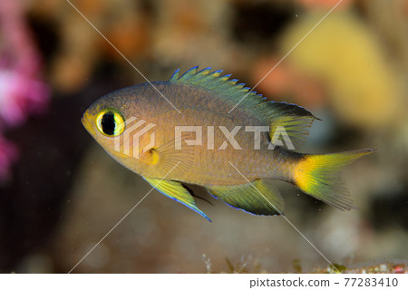 Hilipro麻雀 Hilipro麻雀 77283410