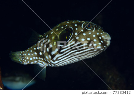 Sasanamifugu Sasanamifugu 77283412