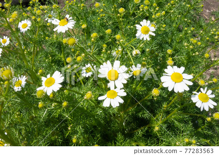 May home garden (chamomile flowers in full bloom) May home garden (chamomile flowers in full bloom) 77283563