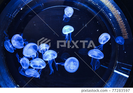 神奇的發光水母 神奇的發光水母 77283597