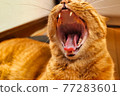 張大嘴打哈欠的貓 77283601