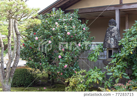 日本庭園的一角,山茶花的小庭園 日本庭園的一角,山茶花的小庭園 77283715
