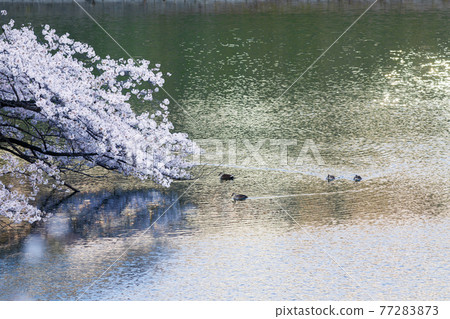 Spot-billed ducks swimming on the shining water surface of Chidorigafuchi Spot-billed ducks swimming on the shining water surface of Chidorigafuchi 77283873