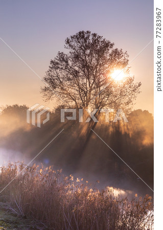 "Saitama Prefecture" Minuma rice field morning mist scenery "Saitama Prefecture" Minuma rice field morning mist scenery 77283967