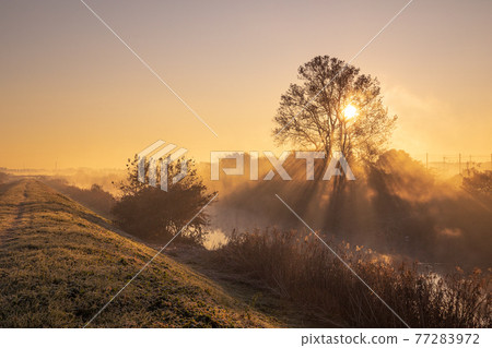 "Saitama Prefecture" Minuma rice field morning mist scenery "Saitama Prefecture" Minuma rice field morning mist scenery 77283972