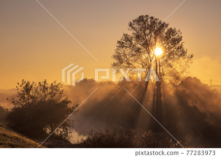 "Saitama Prefecture" Minuma rice field morning mist scenery "Saitama Prefecture" Minuma rice field morning mist scenery 77283973