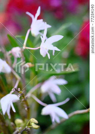 Small and beautiful flowers of Shiran "Vertical composition" 77284140