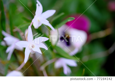 開得可愛的白蘭花 77284142