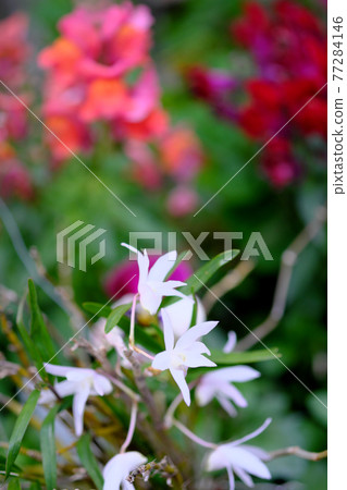 Image material of white orchid blooming in the flower field Image material of white orchid blooming in the flower field 77284146