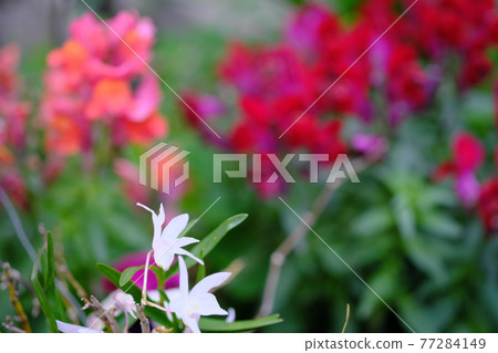 裝飾金魚草背景的白色蘭花花 77284149