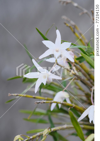 Byakuran "Vertical Composition" that blooms beautifully 77284150