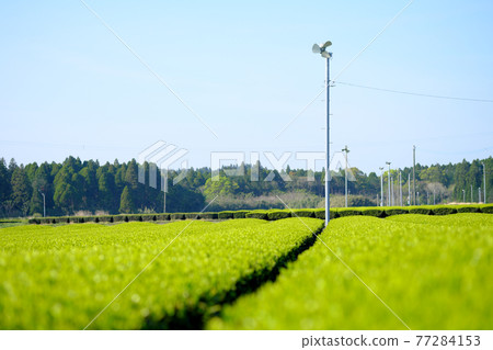 保護美味的知蘭茶的防霜扇 保護美味的知蘭茶的防霜扇 77284153