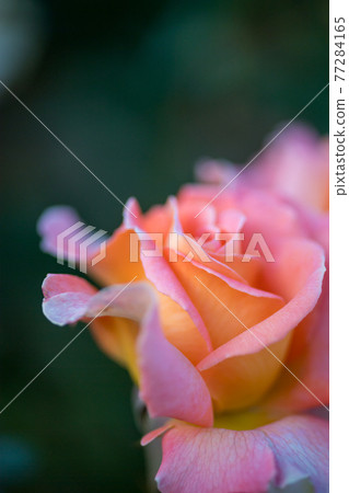 A landscape of roses blooming in the clear blue sky A landscape of roses blooming in the clear blue sky 77284165