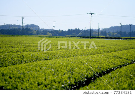 美味的茶葉排成一排 美味的茶葉排成一排 77284181