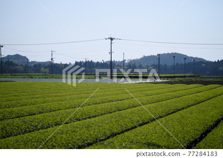 平靜心靈的茶園景觀 平靜心靈的茶園景觀 77284183