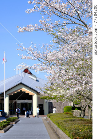 知蘭和平公園春景 知蘭和平公園春景 77284200