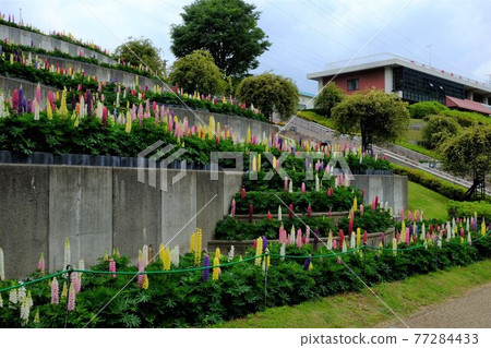 羽扇豆園 [5月，相模原市築井] 77284433
