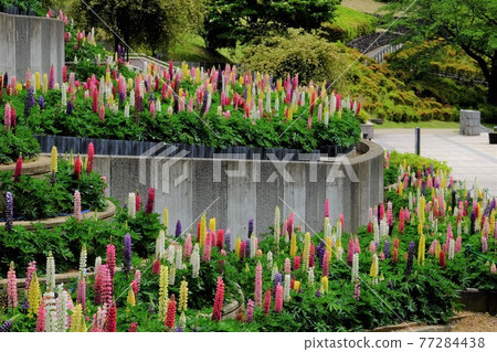 Lupine in the park [Tsukui, Sagamihara City, May] 77284438