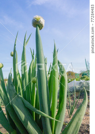 春季菜園(大蔥剃光) 春季菜園(大蔥剃光) 77284483
