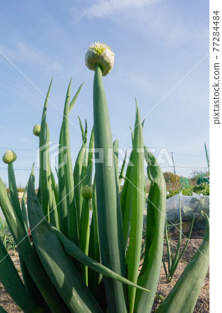春季菜園(大蔥剃光) 春季菜園(大蔥剃光) 77284484