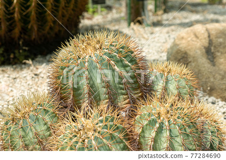 冠龍 Ferocactus Graukeskens [仙人掌科] 77284690