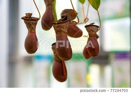 米蘭達豬籠草的昆蟲包 77284703