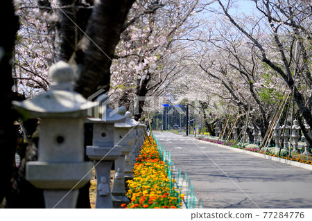 Chiran Peace Park with cherry blossoms and lanterns in full bloom 77284776