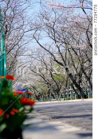The entrance to Chiran Heiwa Park looking up at the cherry blossoms in full bloom The entrance to Chiran Heiwa Park looking up at the cherry blossoms in full bloom 77284778