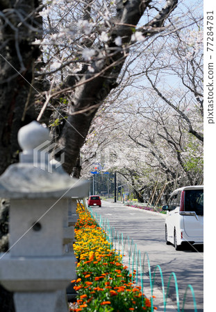 The entrance to the Chiran Peace Museum in spring, where cars come and go The entrance to the Chiran Peace Museum in spring, where cars come and go 77284781