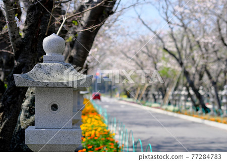 Scenery of Chiran Peace Museum in spring 77284783