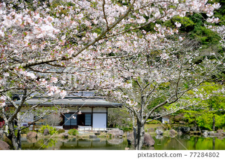 A view of Iwaya Park where the cherry blossoms are in full bloom 77284802