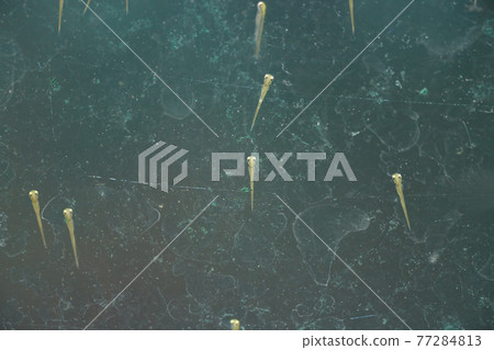 金魚炸了 金魚炸了 77284813