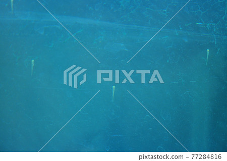 出生的金魚少年 出生的金魚少年 77284816