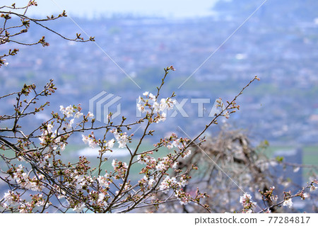 Cherry trees blooming in Shiroyama Park overlooking the city Cherry trees blooming in Shiroyama Park overlooking the city 77284817