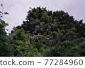 Wild wisteria: Lake Miyagase Garden 77284960