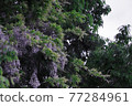 Wild wisteria: Lake Miyagase Garden 77284961