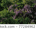 Wild Wisteria 77284962