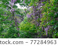 Wild Wisteria 77284963