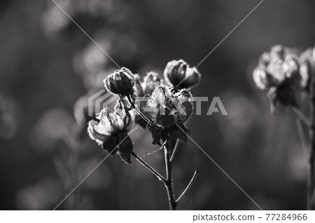 I cut out the traces of scattered flowers in black and white I cut out the traces of scattered flowers in black and white 77284966