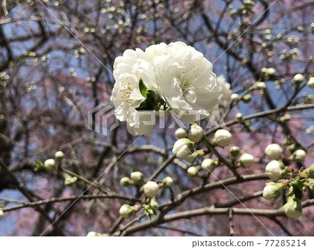 花 花 77285214