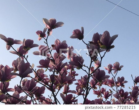 花 花 77285215