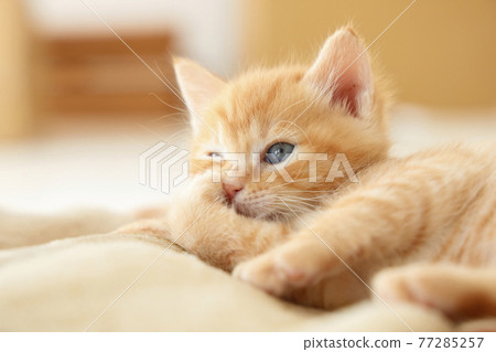 貓父母和孩子的日常風景 77285257