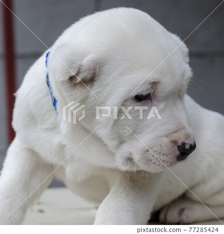 White Central Asian Shepherd puppy close-up. White Central Asian Shepherd puppy close-up. 77285424
