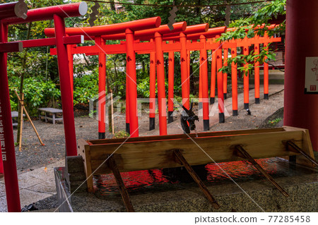 (Shizuoka Prefecture) Kinomiya Shrine Chozuya and Inari Shrine Torii 77285458