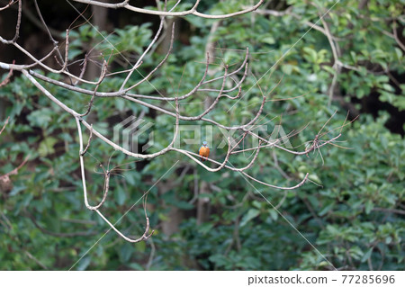 Kingfisher and Okayama Korakuen Kingfisher and Okayama Korakuen 77285696