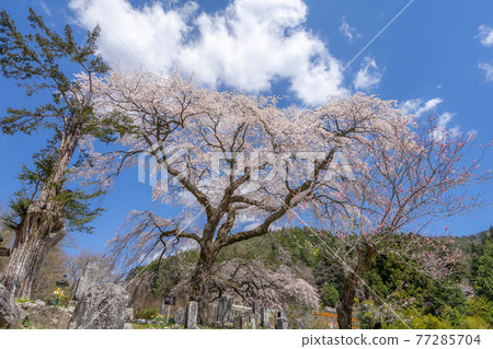 黑色Shipyakura 黑色Shipyakura 77285704